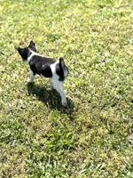 Jack, a male Rat Terrier for sale in Athens, AL – Photo 5 of 7