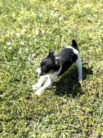 Jack, a male Rat Terrier for sale in Athens, AL – Photo 3 of 7