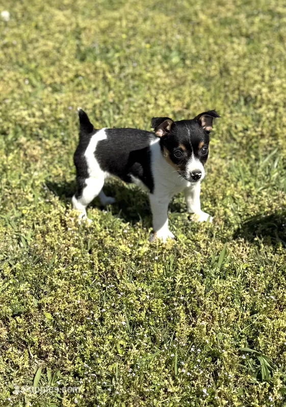 Jack – Rat Terrier puppy for sale in Athens, AL