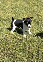 Jack, a male Rat Terrier for sale in Athens, AL – Photo 1 of 7