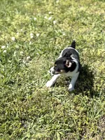 Jack, a male Rat Terrier for sale in Athens, AL – Photo 4 of 7