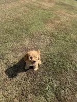 Jolene, a female Cavapoo for sale in Athens, AL – 10 of 10