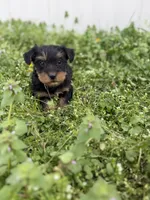 Hunter, a male Yorkshire Terrier for sale in Athens, AL – Photo 7 of 9