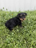 Hunter, a male Yorkshire Terrier for sale in Athens, AL – Photo 4 of 9