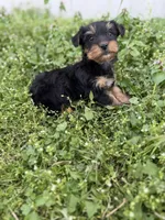Hunter, a male Yorkshire Terrier for sale in Athens, AL – Photo 6 of 9