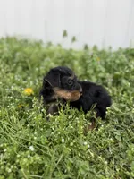 Hunter, a male Yorkshire Terrier for sale in Athens, AL – Photo 2 of 9