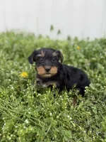 Hunter, a male Yorkshire Terrier for sale in Athens, AL – Photo 3 of 9