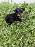 Hunter, a male Yorkshire Terrier for sale in Athens, AL – Photo 5 of 9