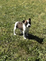 Bates, a male Rat Terrier for sale in Athens, AL – Photo 2 of 5