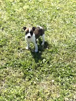 Bates, a male Rat Terrier for sale in Athens, AL – Photo 5 of 5