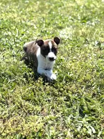 Bates, a male Rat Terrier for sale in Athens, AL – Photo 4 of 5