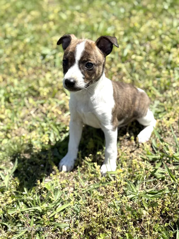 Bates – Rat Terrier puppy for sale in Athens, AL