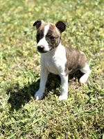 Bates, a male Rat Terrier for sale in Athens, AL – Photo 1 of 5