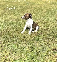 Bates, a male Rat Terrier for sale in Athens, AL – Photo 3 of 5