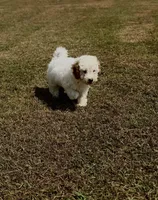 Joni, a female Cavapoo for sale in Athens, AL – 6 of 10