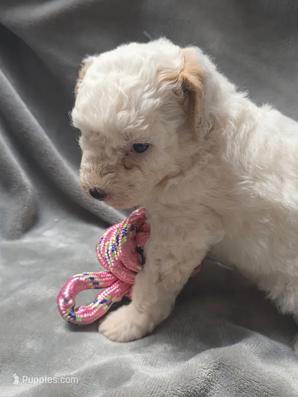 Hannah – Cavapoo puppy for sale in Athens, AL