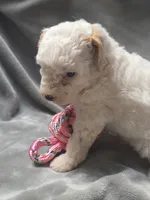 Hannah, a female Cavapoo for sale in Athens, AL – 1 of 3
