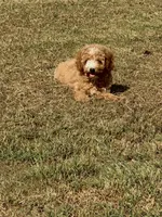 Jordan, a male Cavapoo for sale in Athens, AL – 3 of 10