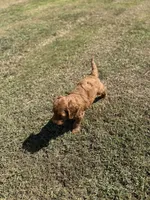 Tucker, a male Miniature Goldendoodle for sale in Athens, AL – 10 of 10