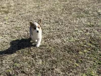 Kate, a female Pembroke Welsh Corgi for sale in Athens, AL – Photo 3 of 10