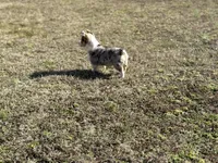 Kate, a female Pembroke Welsh Corgi for sale in Athens, AL – Photo 5 of 10