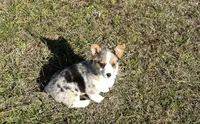 Kate, a female Pembroke Welsh Corgi for sale in Athens, AL – Photo 2 of 10