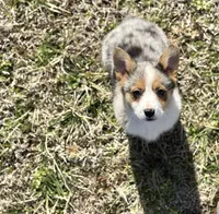 Kate, a female Pembroke Welsh Corgi for sale in Athens, AL – Photo 1 of 10