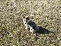 Kate, a female Pembroke Welsh Corgi for sale in Athens, AL – Photo 7 of 10
