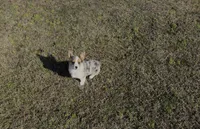 Kate, a female Pembroke Welsh Corgi for sale in Athens, AL – Photo 8 of 10