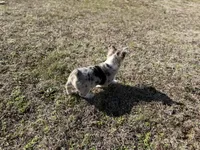 Kate, a female Pembroke Welsh Corgi for sale in Athens, AL – Photo 10 of 10