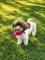 Ella, a female Poodle - Toy  for sale in Athens, AL – 2 of 5
