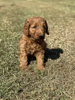 Kobe, a male Miniature Goldendoodle for sale in Athens, AL – 6 of 10