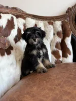 Darla, a female Yorkipoo for sale in Athens, AL – 2 of 10