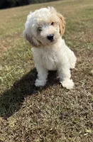 Jade, a female Cavapoo for sale in Athens, AL – 4 of 10