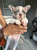 Frenchie, a female French Bulldog for sale in Clermont, FL – 5 of 6