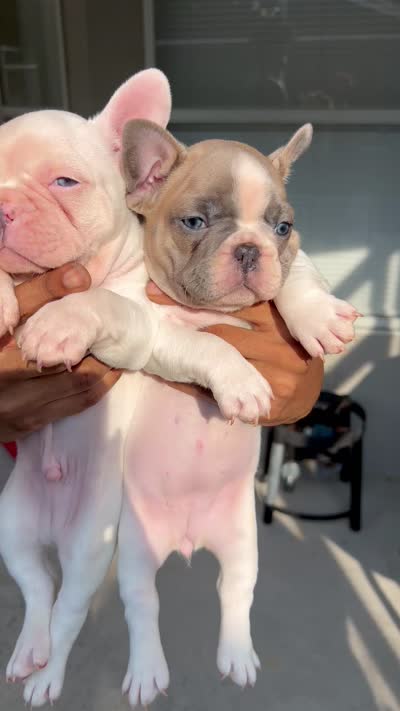 Frenchie, a female French Bulldog for sale in Clermont, FL – 6 of 6