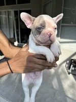 Frenchie, a male French Bulldog for sale in Clermont, FL – 4 of 4