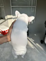 Frenchie, a male French Bulldog for sale in Clermont, FL – 3 of 4