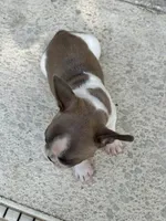 Frenchie, a female French Bulldog for sale in Clermont, FL – 2 of 6