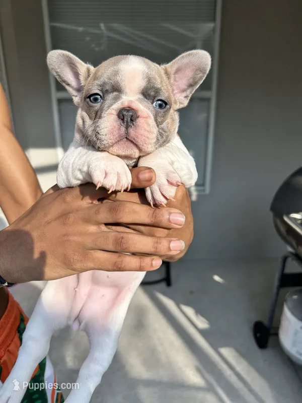 Frenchie – French Bulldog puppy for sale in Clermont, FL