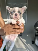 Frenchie, a female French Bulldog for sale in Clermont, FL – 1 of 6
