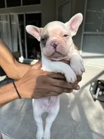 Frenchie, a male French Bulldog for sale in Clermont, FL – 2 of 4