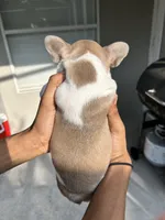 Frenchie, a female French Bulldog for sale in Clermont, FL – 4 of 6