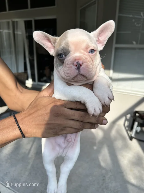 Frenchie – French Bulldog puppy for sale in Clermont, FL