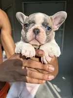 Frenchie, a female French Bulldog for sale in Clermont, FL – 3 of 6