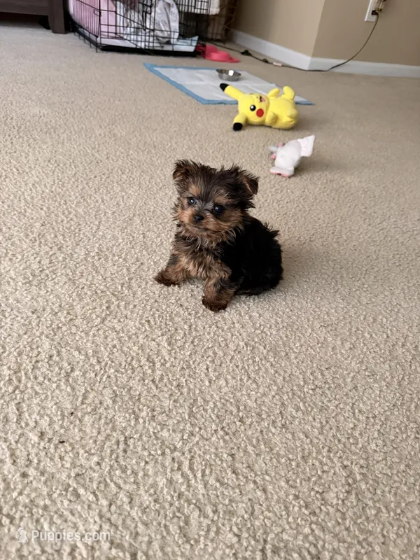 Zina, a female Yorkshire Terrier for sale in Savannah, GA – Photo 1 of 1