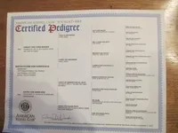 rottweiler litter, a male Rottweiler for sale in Fife Lake, MI – Photo 7 of 8