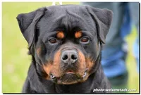 rottweiler litter, a male Rottweiler for sale in Fife Lake, MI – Photo 5 of 8
