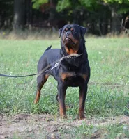 rottweiler litter, a male Rottweiler for sale in Fife Lake, MI – Photo 6 of 8