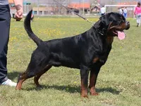 rottweiler litter, a male Rottweiler for sale in Fife Lake, MI – Photo 4 of 8